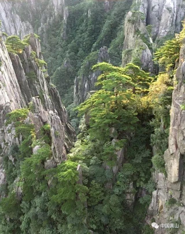 无休止的树